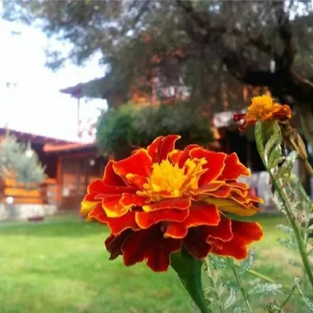 Vigla Ias 2 Paradisos