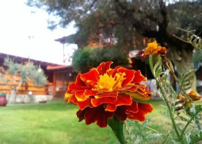 Vigla Ias 2 Paradisos